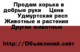 Продам хорька в добрые руки  › Цена ­ 2 500 - Удмуртская респ. Животные и растения » Другие животные   